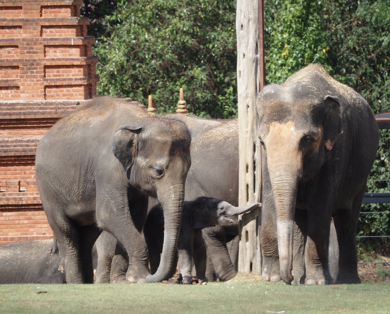 Asian elephants (Elephas maximus) with calf, 2025-09-01