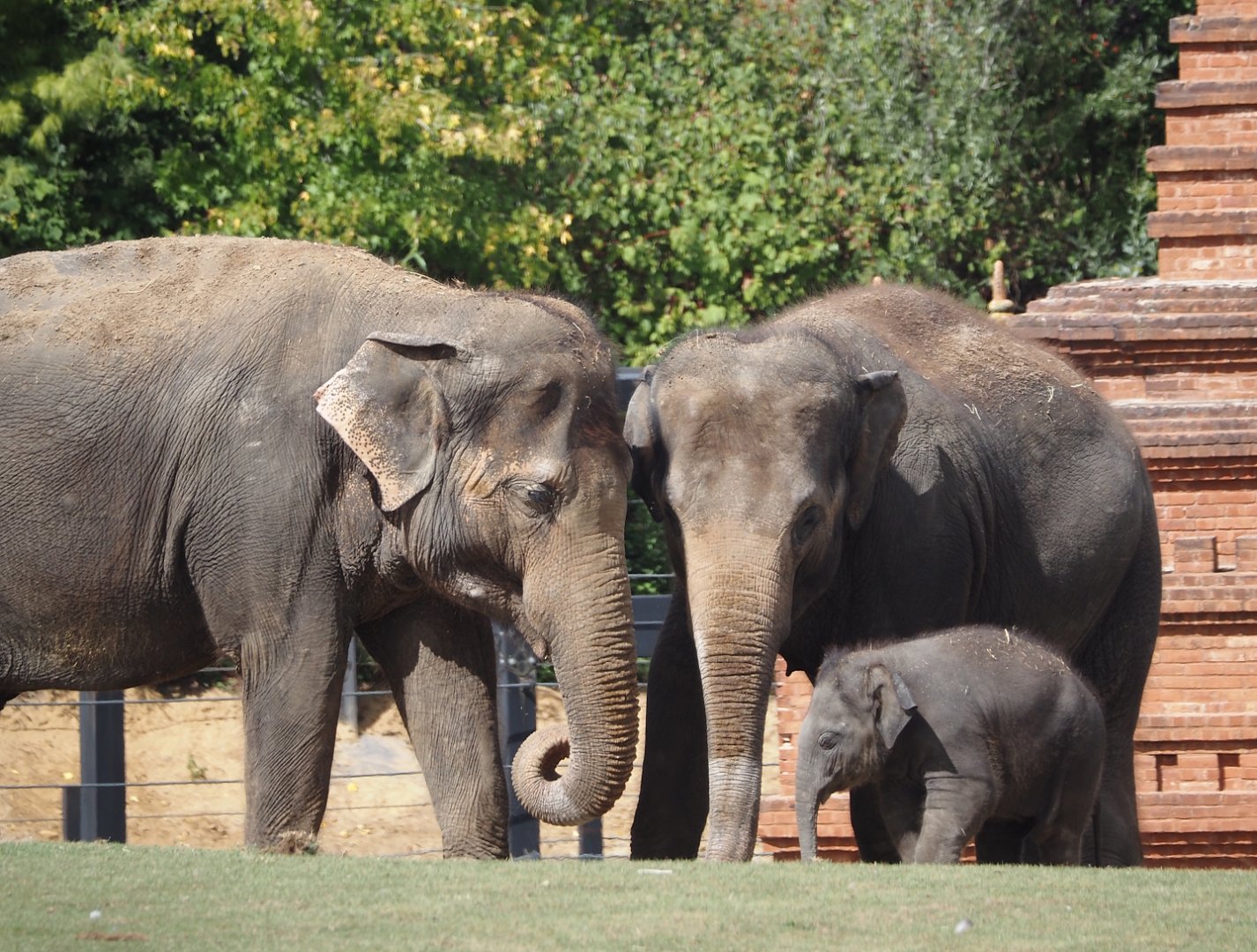 Asian elephants (Elephas maximus) with calf, 2025-09-01