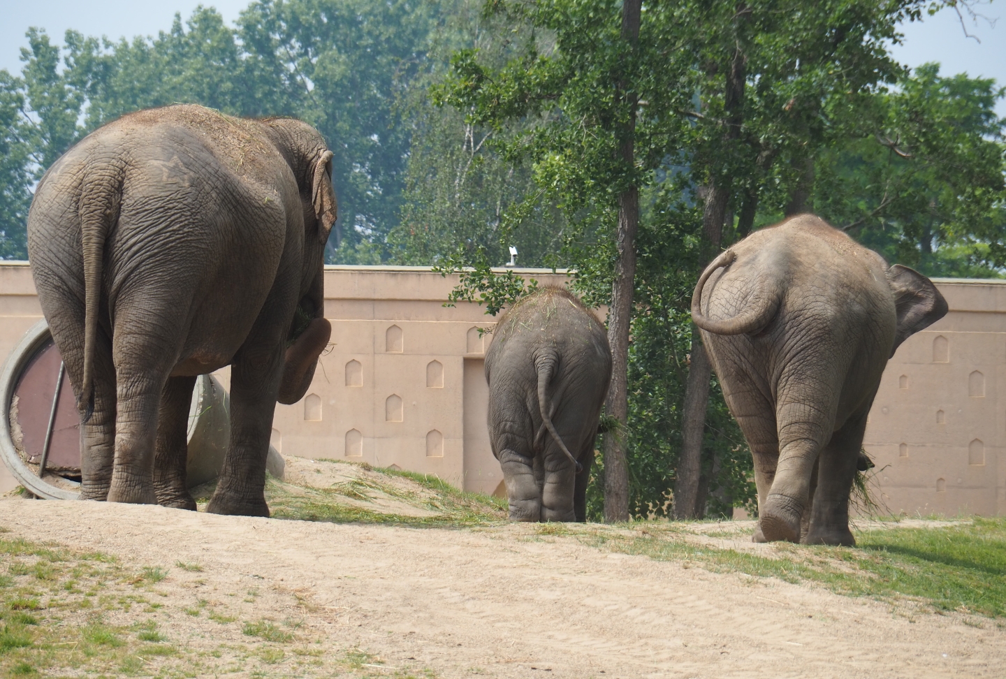 Asian elephants (Elephas maximus) Yu Yu Yin, Tun Kai and Suki, 2019-06-26
