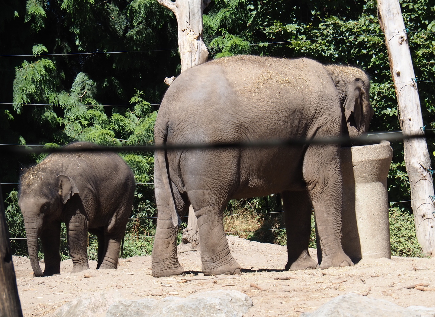 Asian elephants (Elephas maximus)