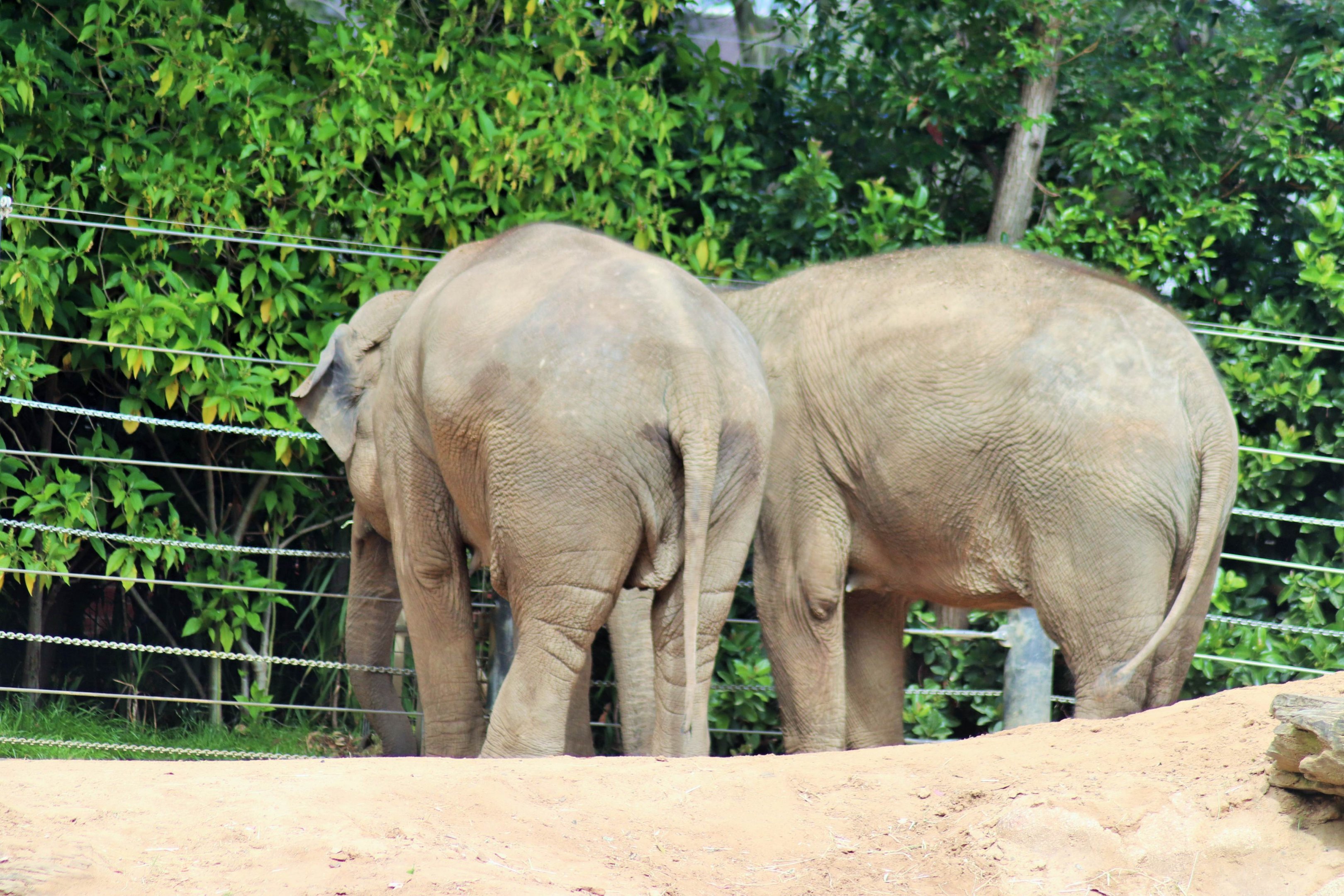 Asian Elephants (Elephas maximus)