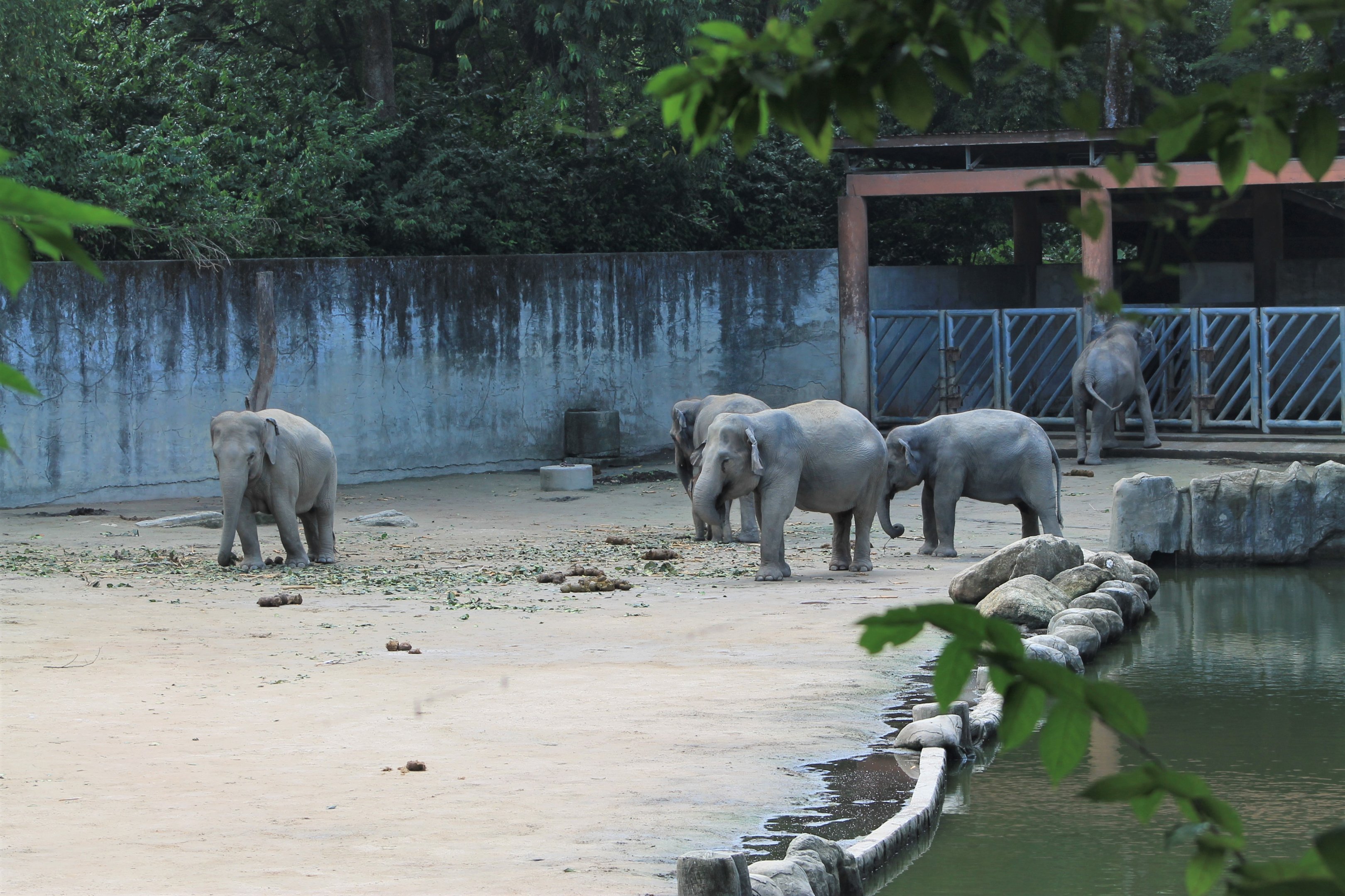 Asian Elephants (Elephas maximus)