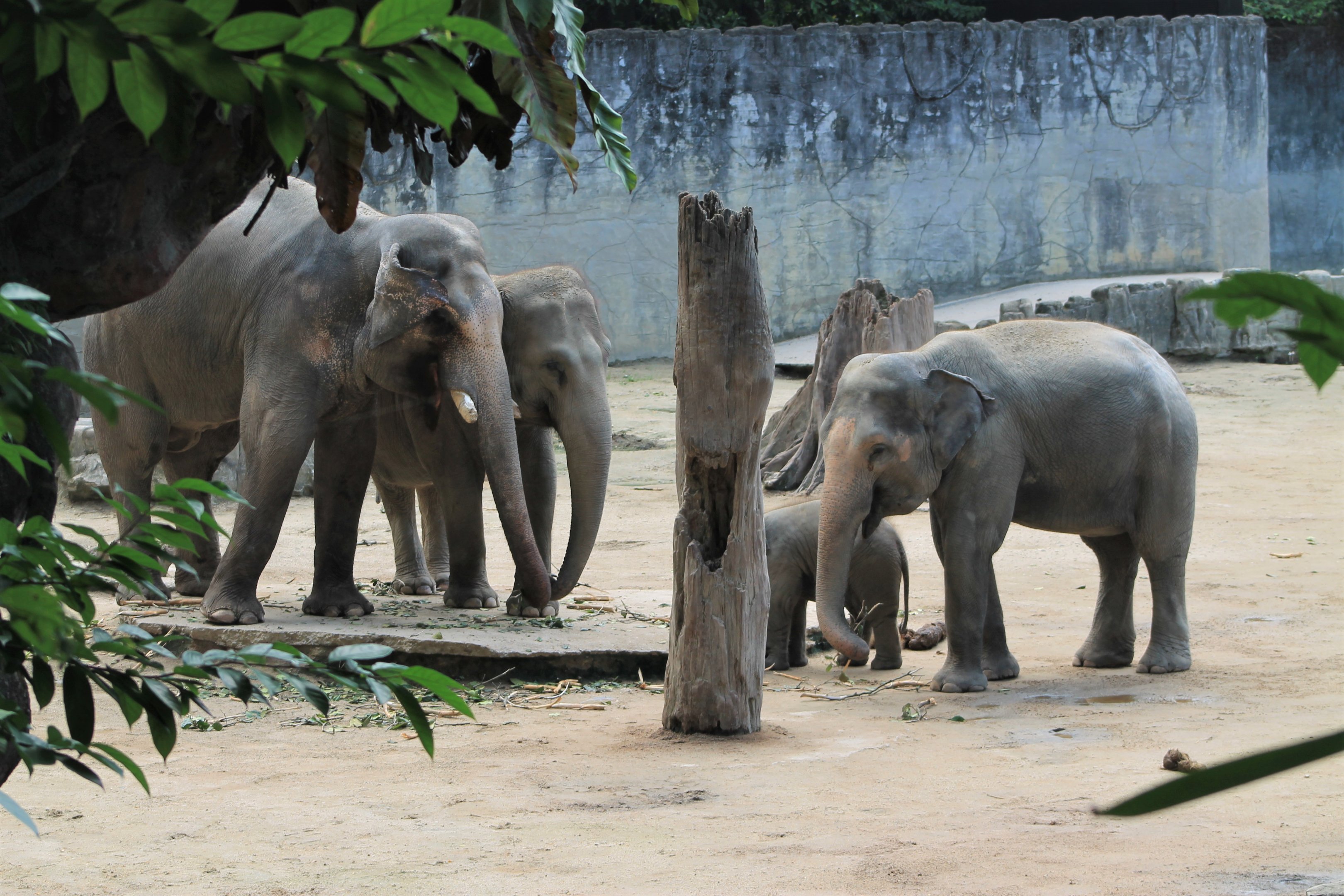 Asian Elephants (Elephas maximus)