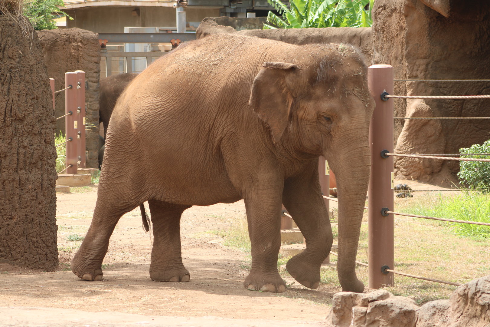 Asian Elephants (Elephas maximus)