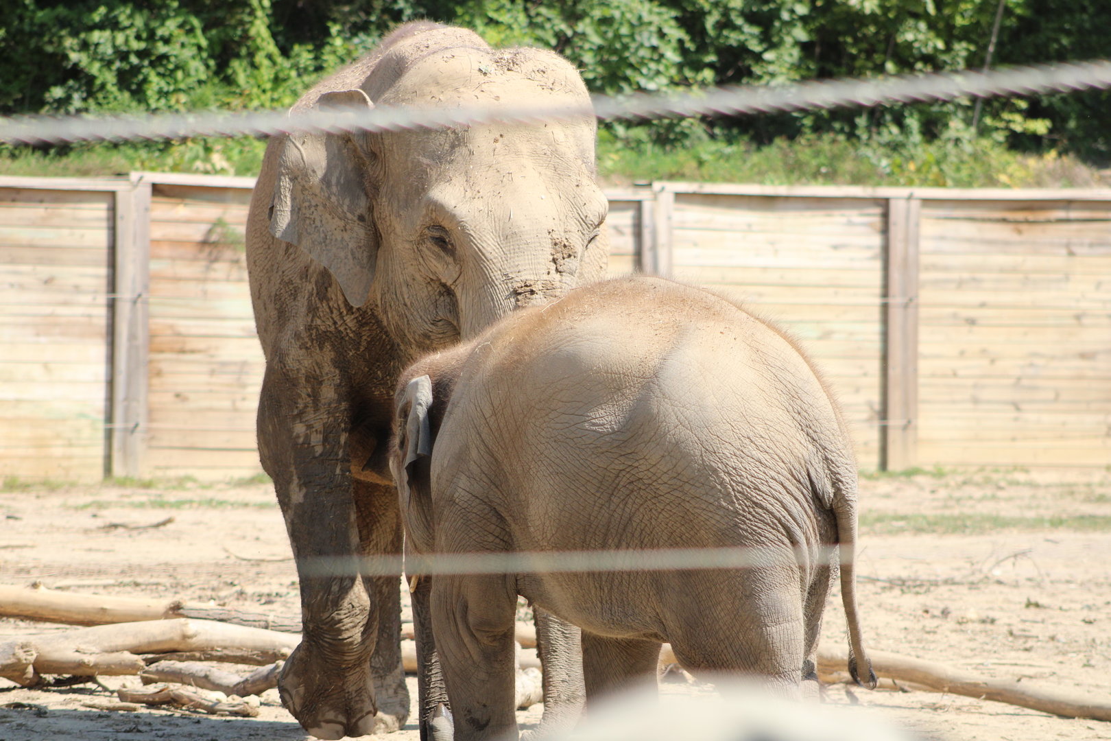 Asian Elephants (Elephas maximus)