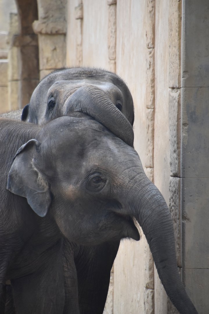 Asian elephants, Elephas maximus