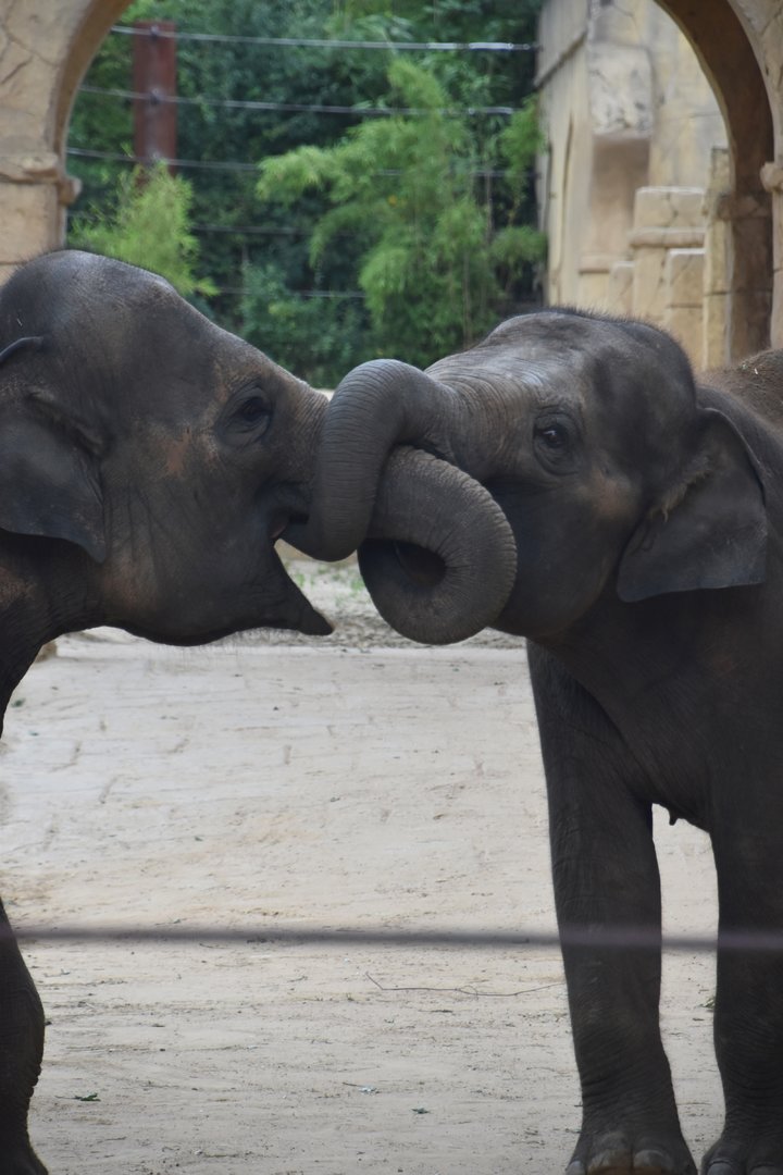 Asian elephants, Elephas maximus