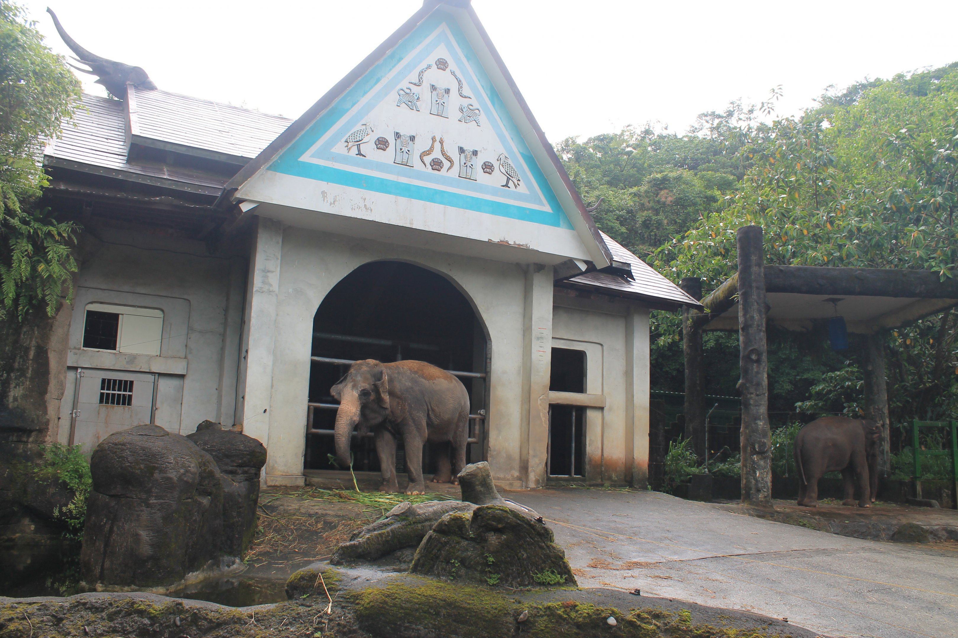 Asian Elephants (Elephas maximus)