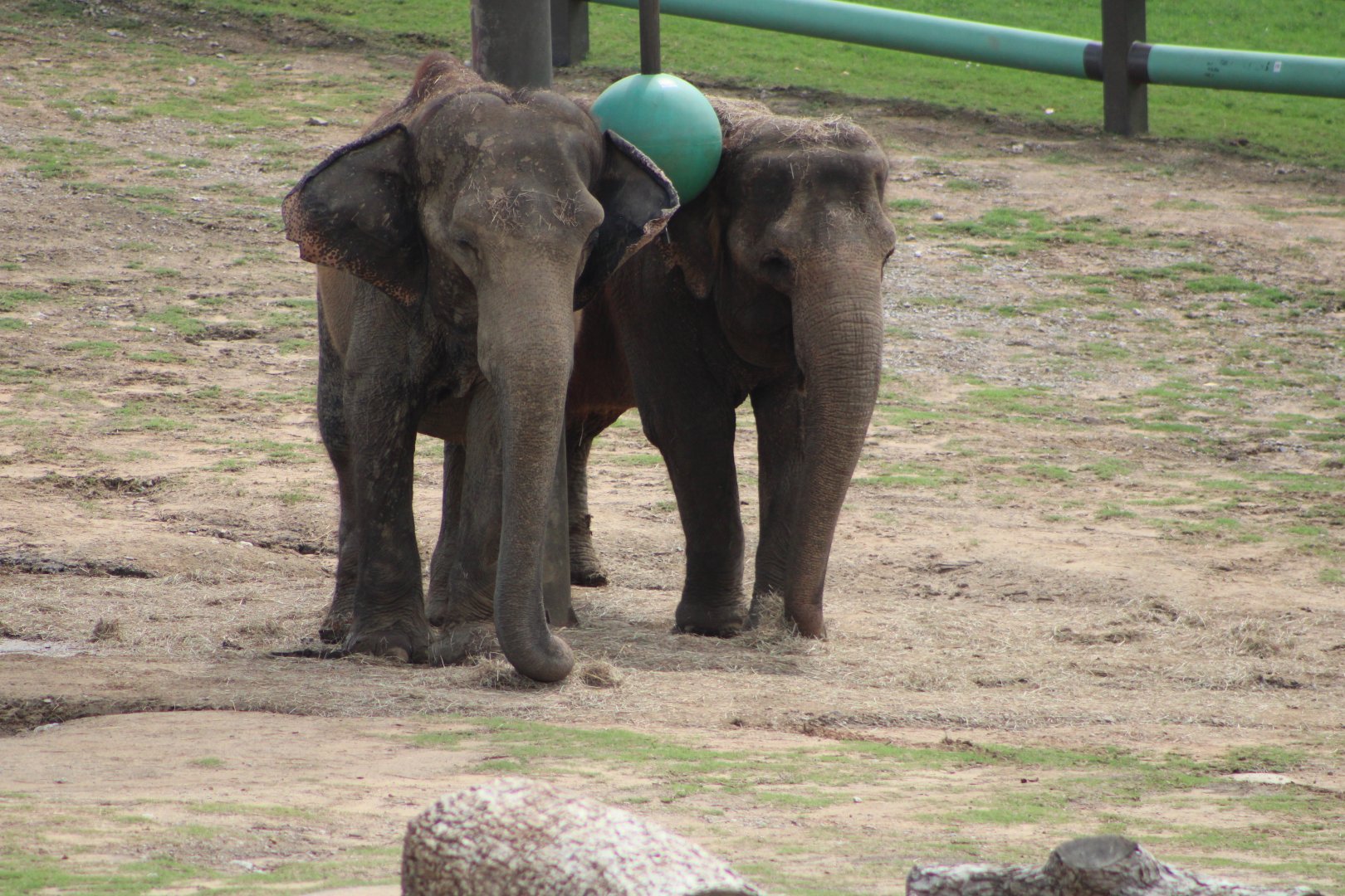 Asian Elephants (Elephas maximus)