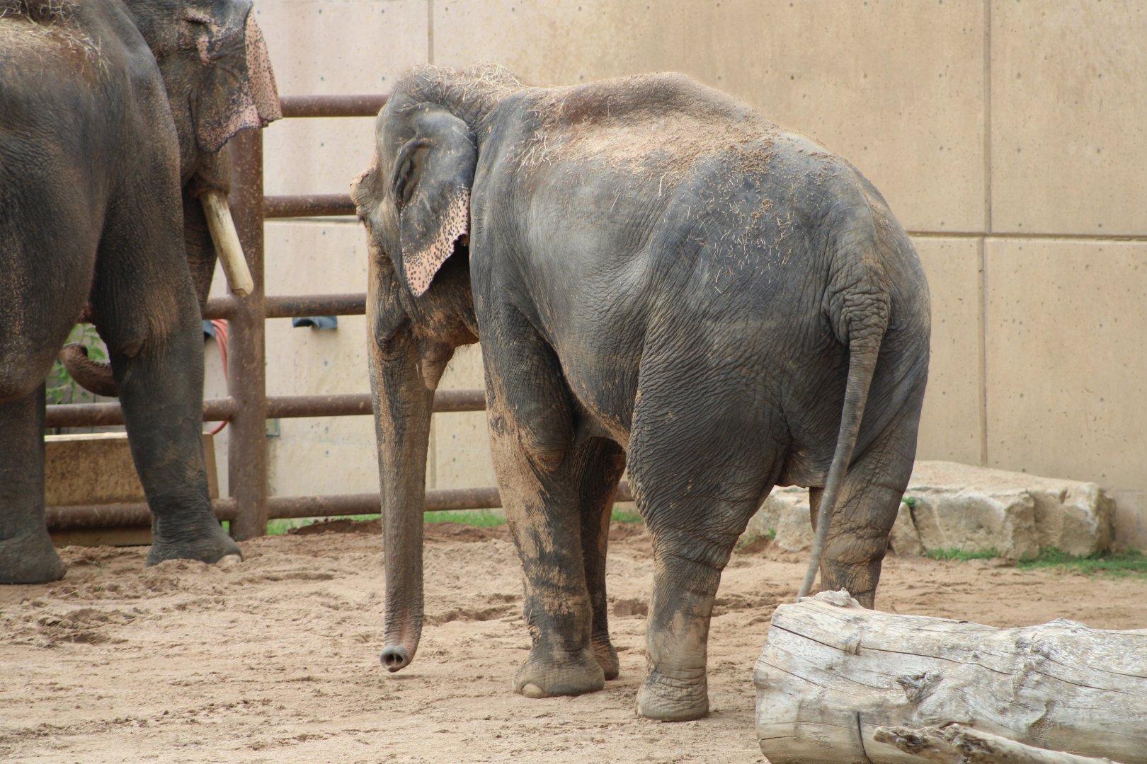 Asian Elephants (Elephas maximus)