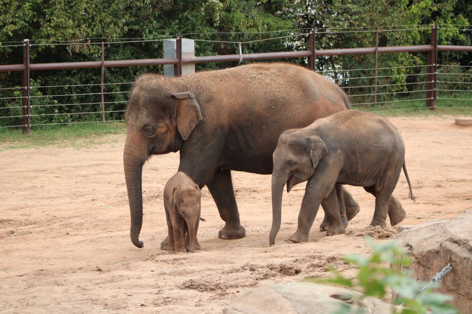 Asian Elephants (Elephas maximus)
