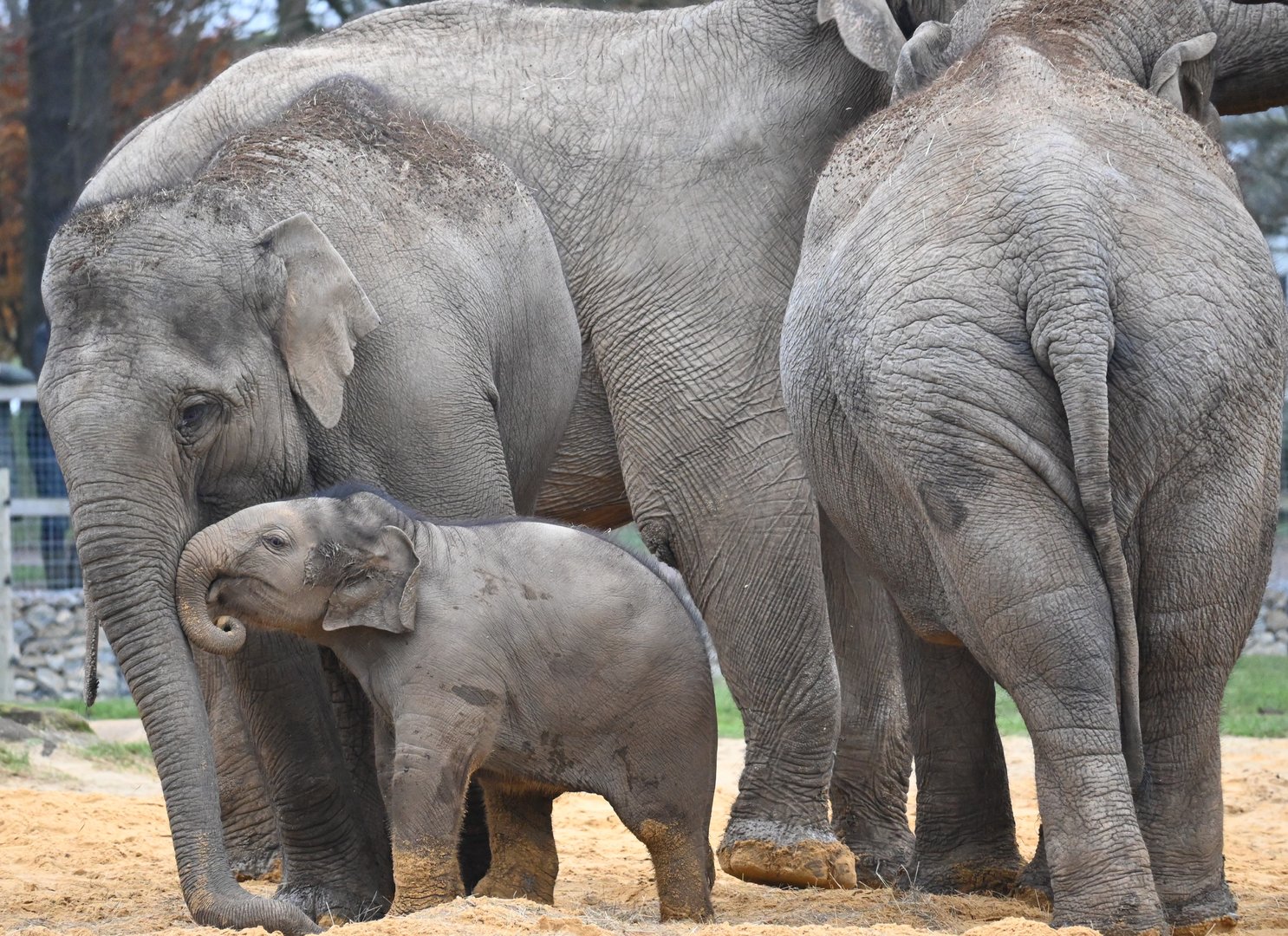 Asian Elephants, Elizabeth & Nang Phaya playing