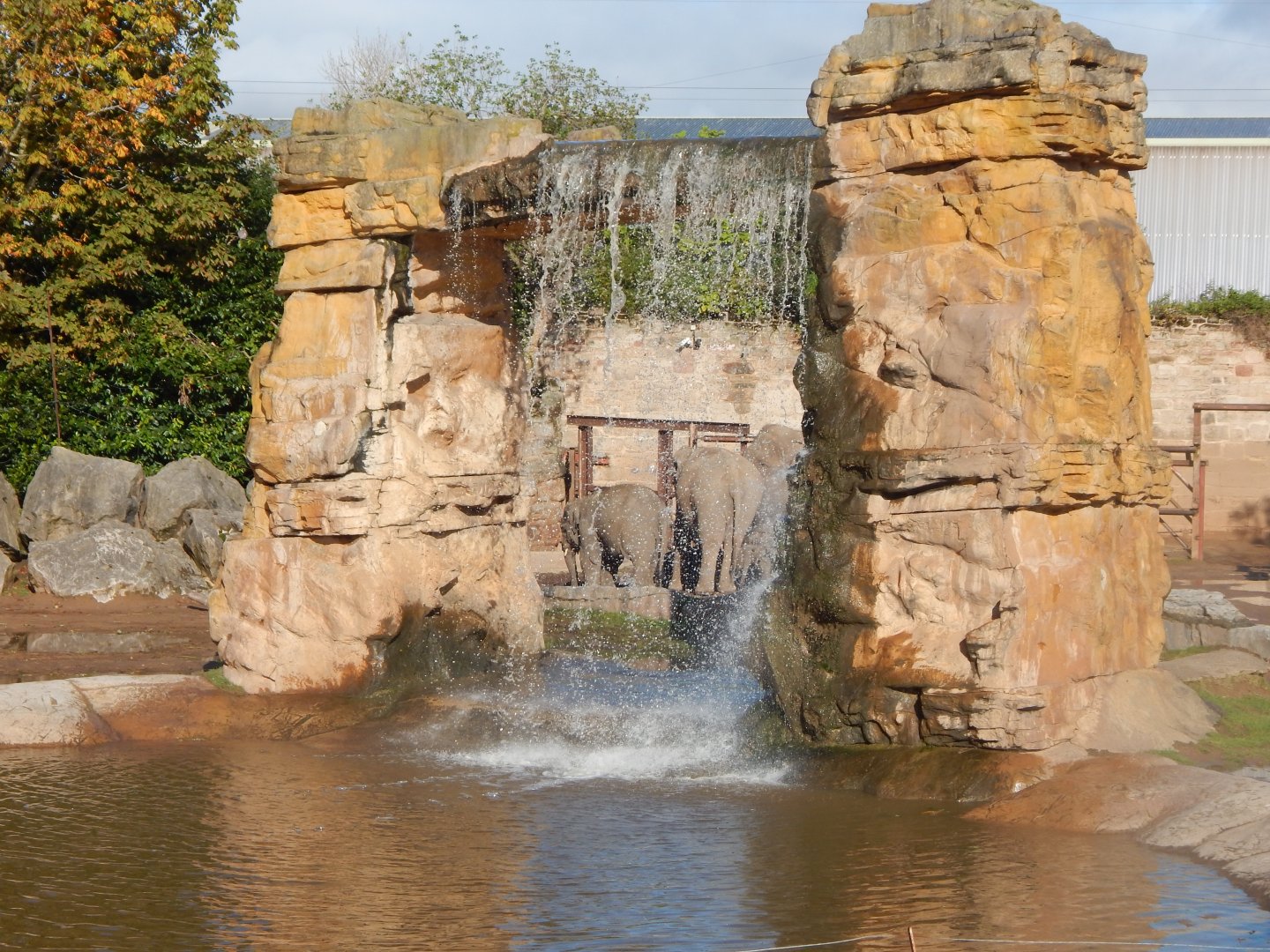 Asian elephants enclosure 081020