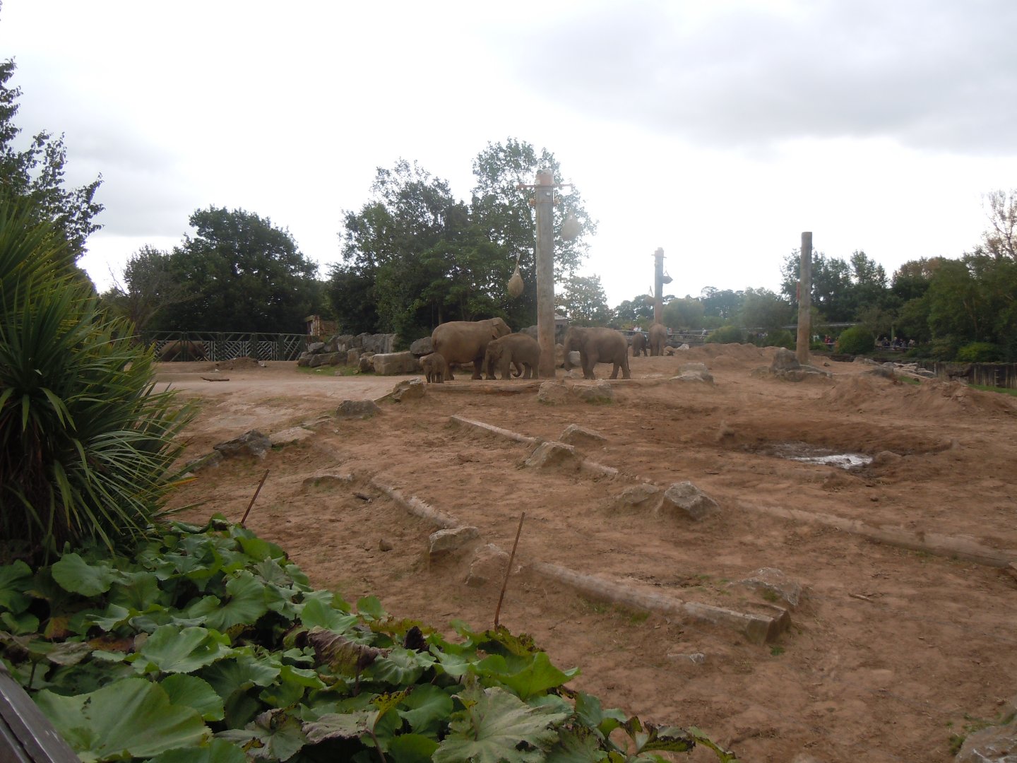 Asian elephants enclosure 110920