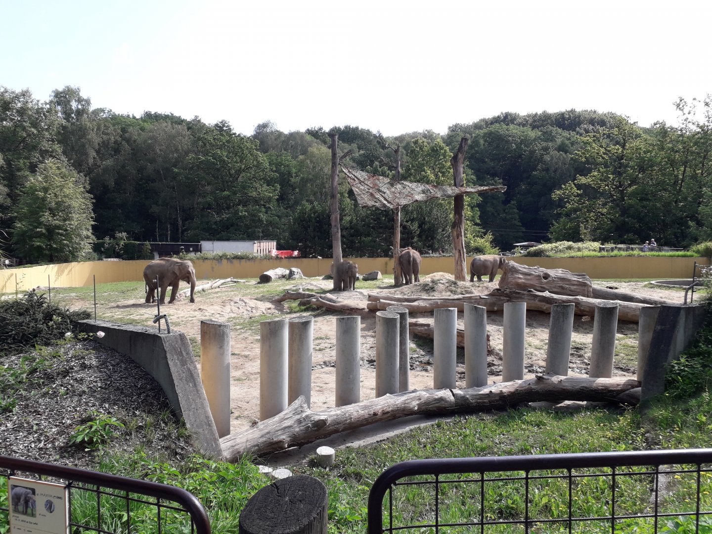 Asian elephants exhibit