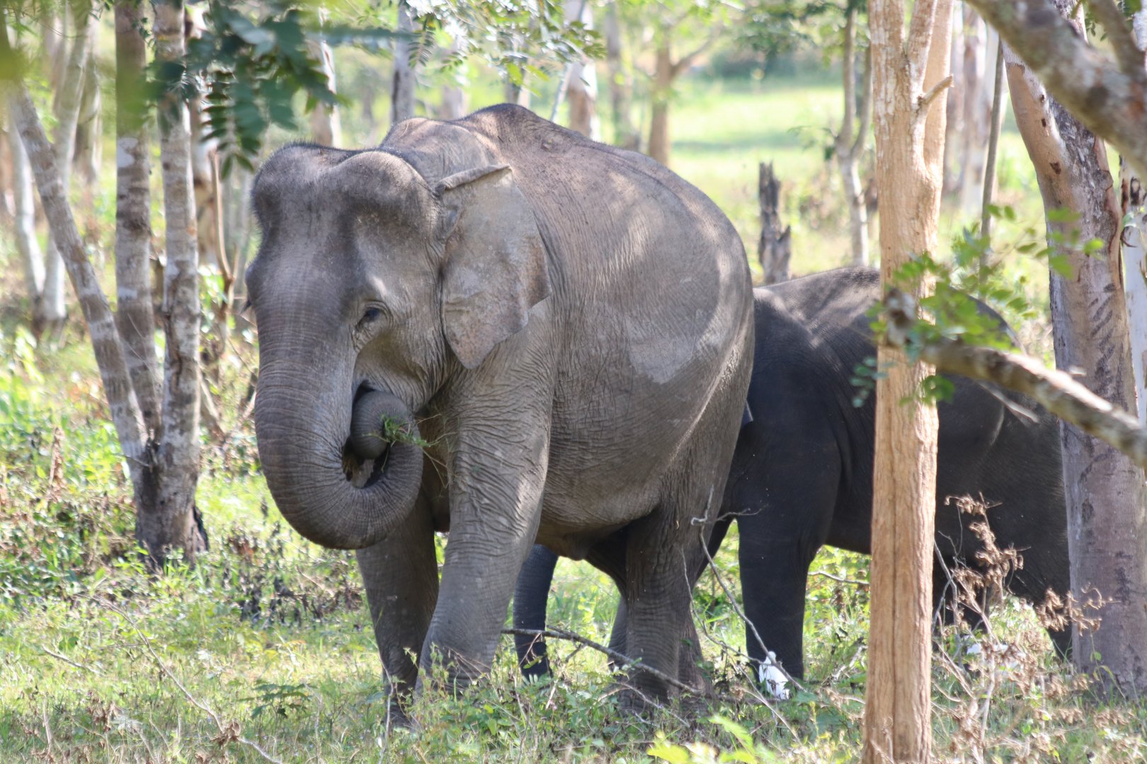 Asian Elephants Feeding - Kui Buri National Park