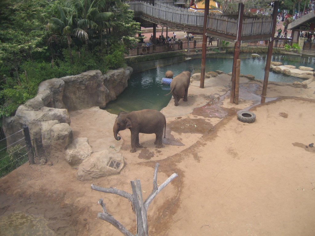 Asian Elephants from the Cablecar