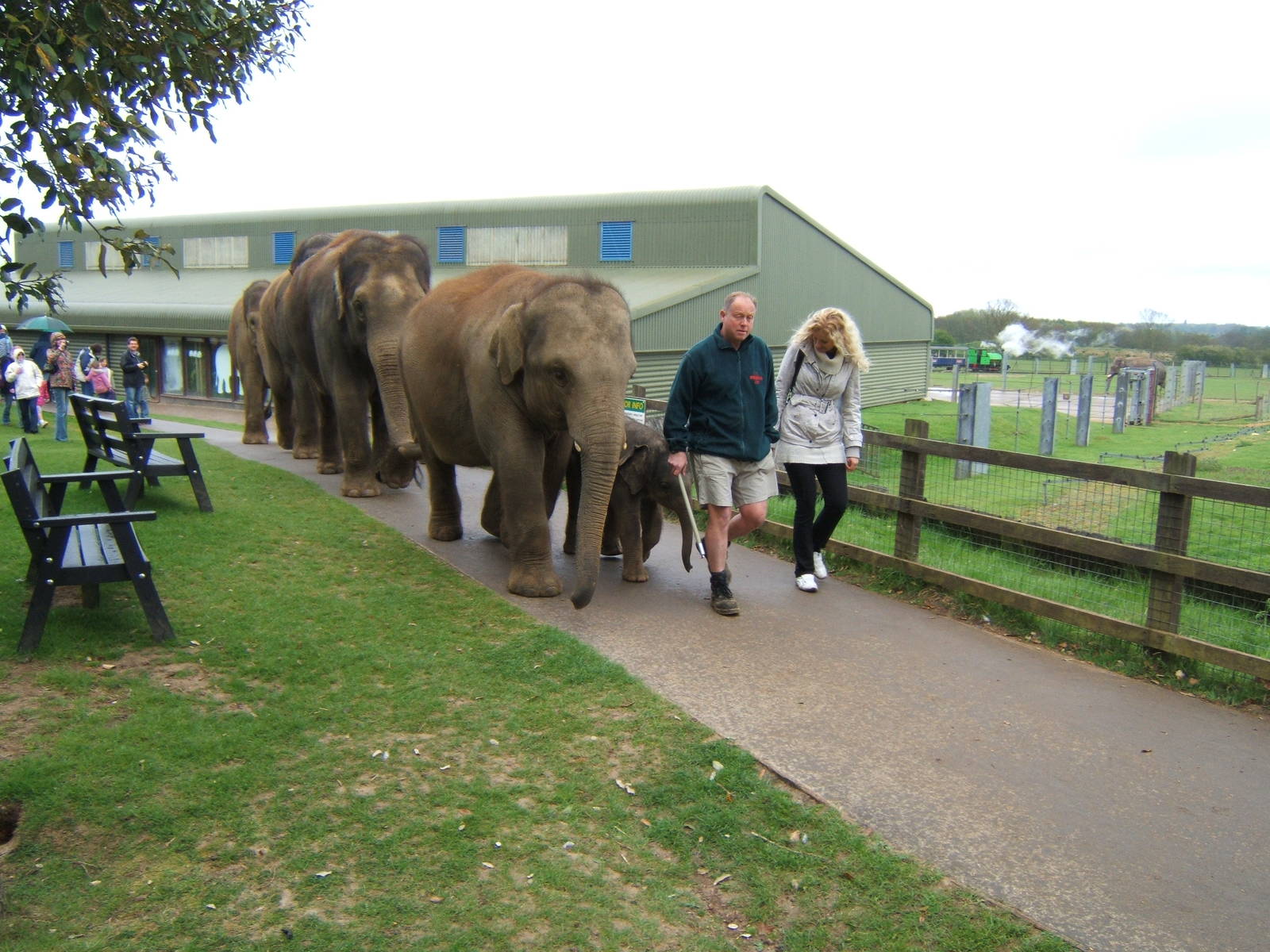 Asian Elephants going for a walk
