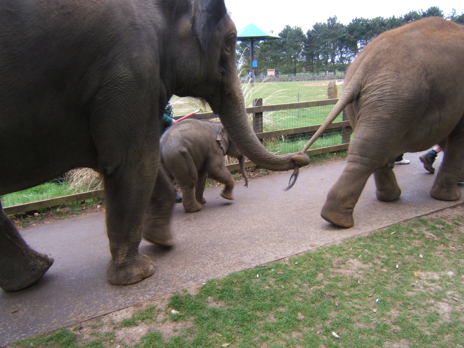 Asian Elephants going for a walk