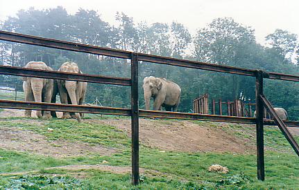 Asian elephants @ herd Port Lympne zoo UK