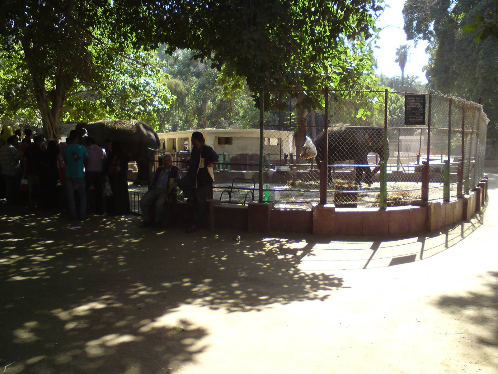 Asian elephants, horses and ponies