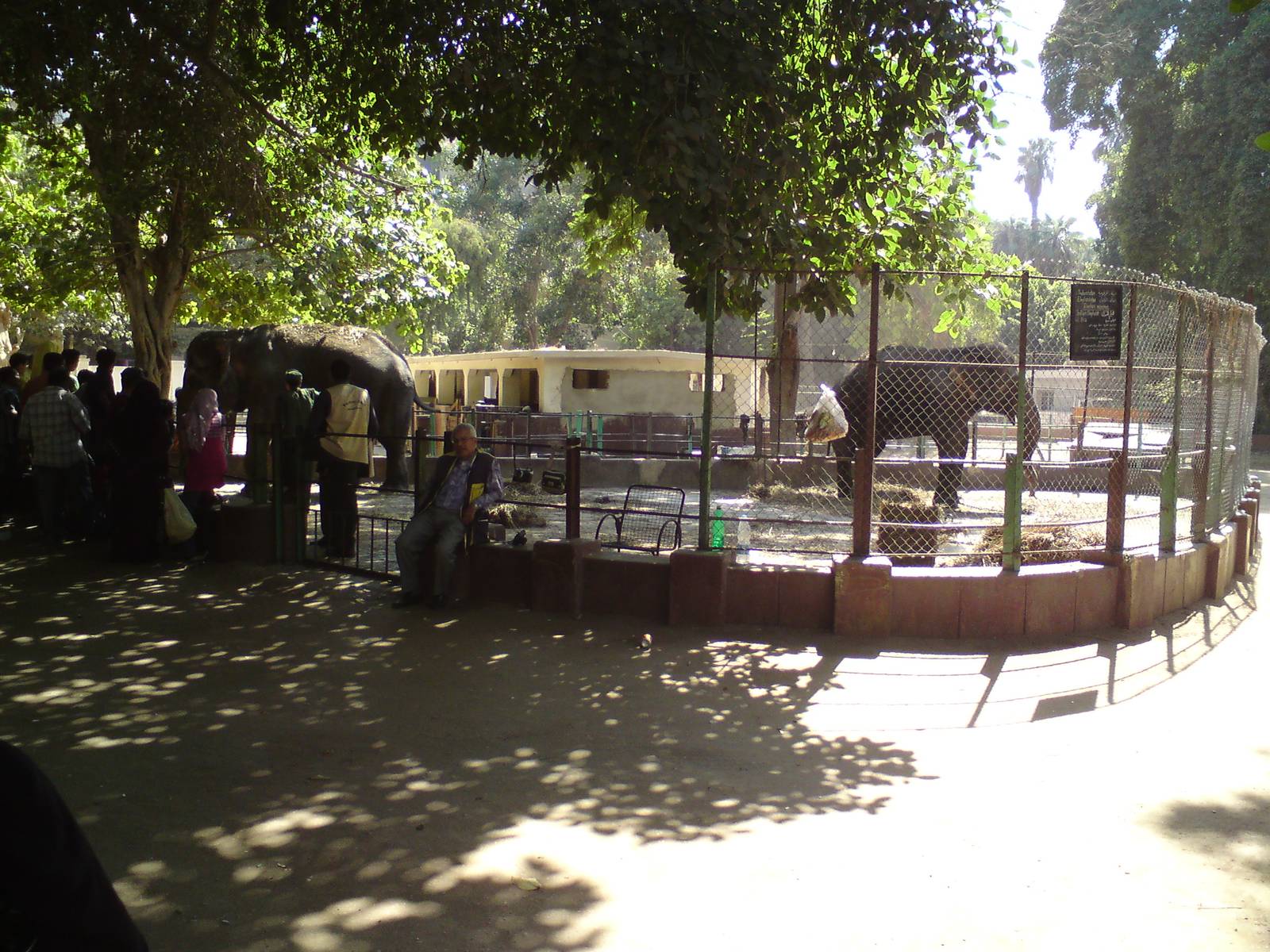 Asian elephants, horses and ponies