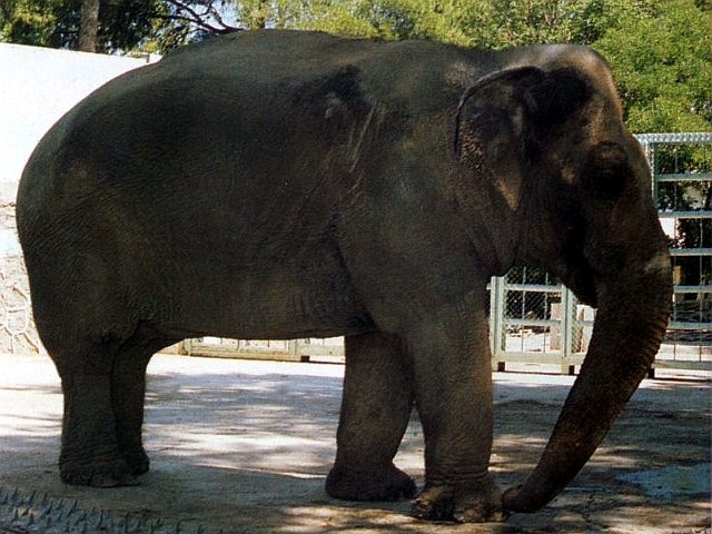 Asian Elephants in Izmir Zoo
