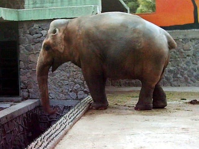 Asian Elephants in Izmir Zoo