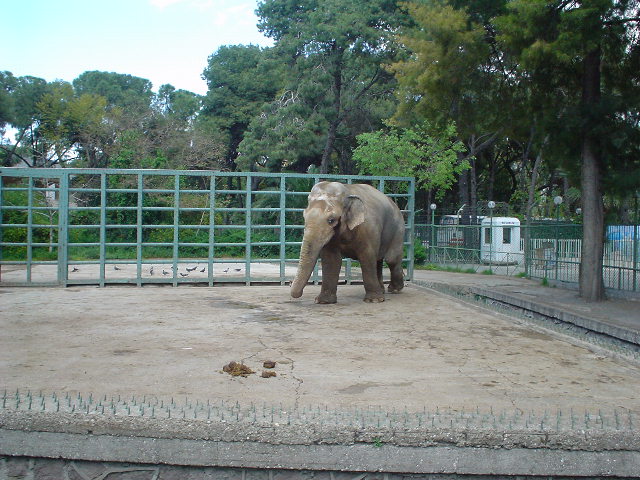 Asian Elephants in Izmir Zoo