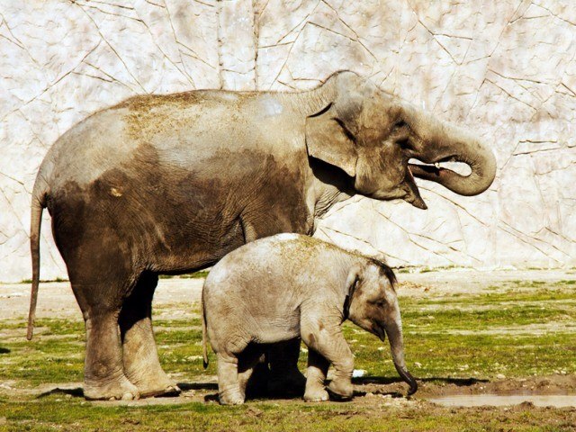 Asian Elephants in Izmir Zoo