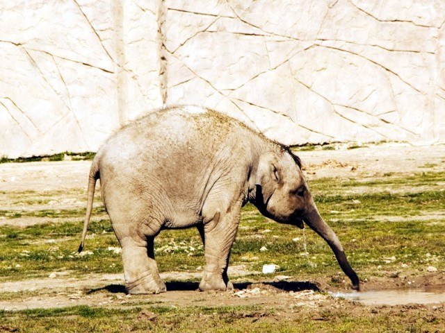 Asian Elephants in Izmir Zoo