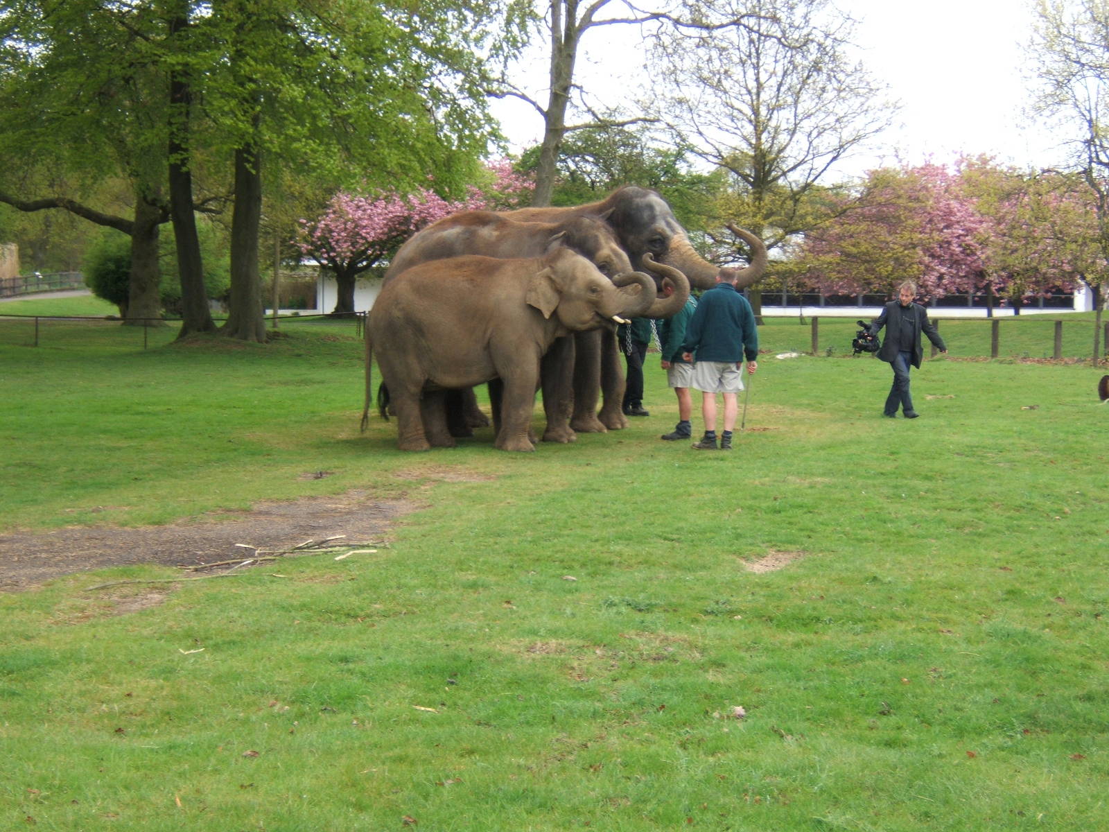 Asian Elephants in the Lubtkin Areana