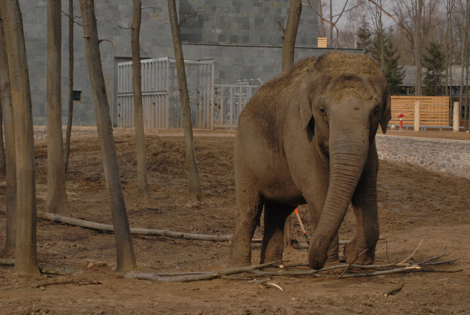 Asian elephants in the new, big exhibit