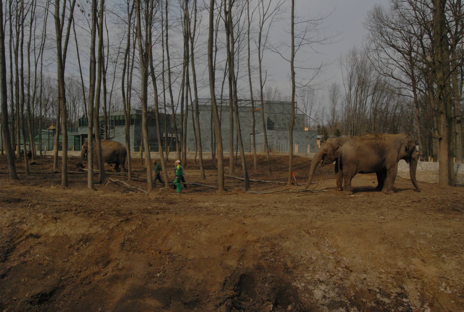 Asian elephants in the new, big exhibit