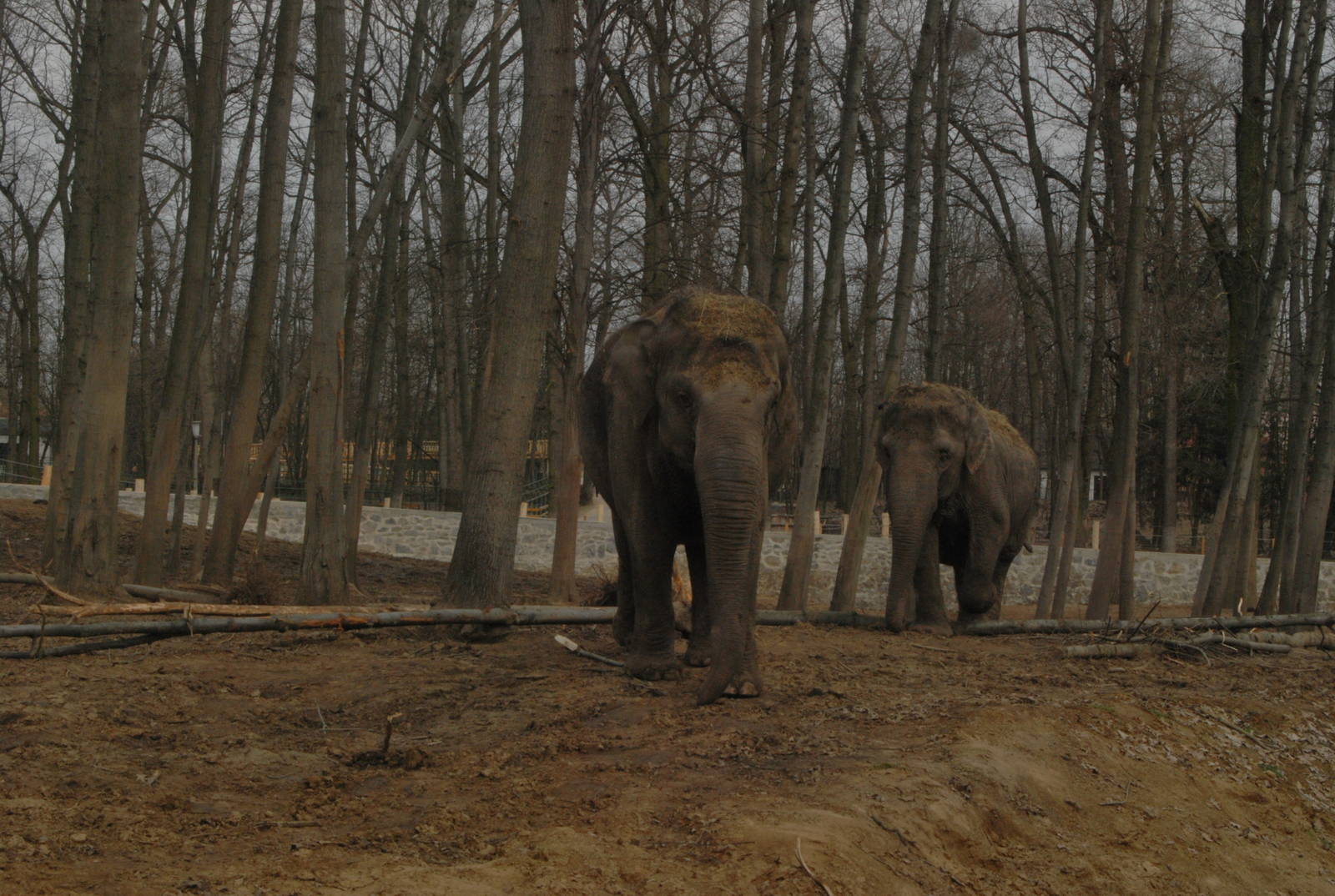 Asian elephants in the new, big exhibit