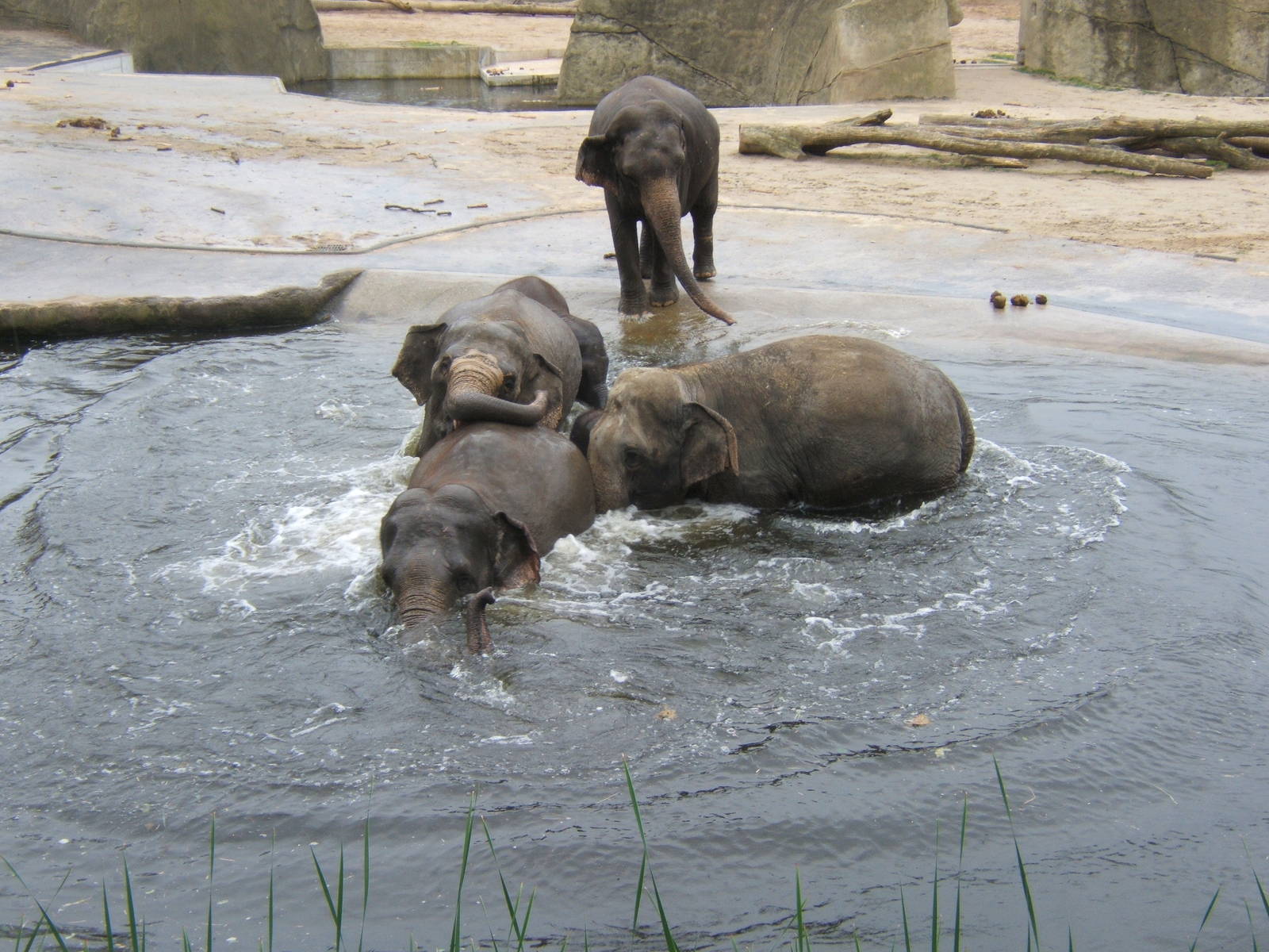 Asian Elephants in water