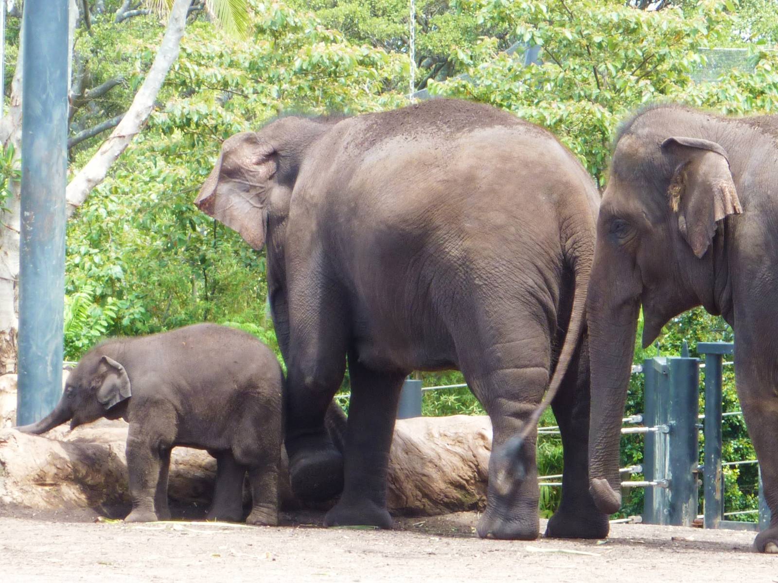 Asian Elephants Inc Luk Chai 2, Taronga Zoo - 13 Nov 2009