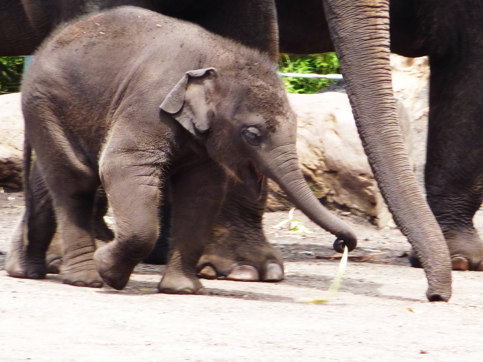 Asian Elephants Inc Luk Chai 3, Taronga Zoo - 13 Nov 2009
