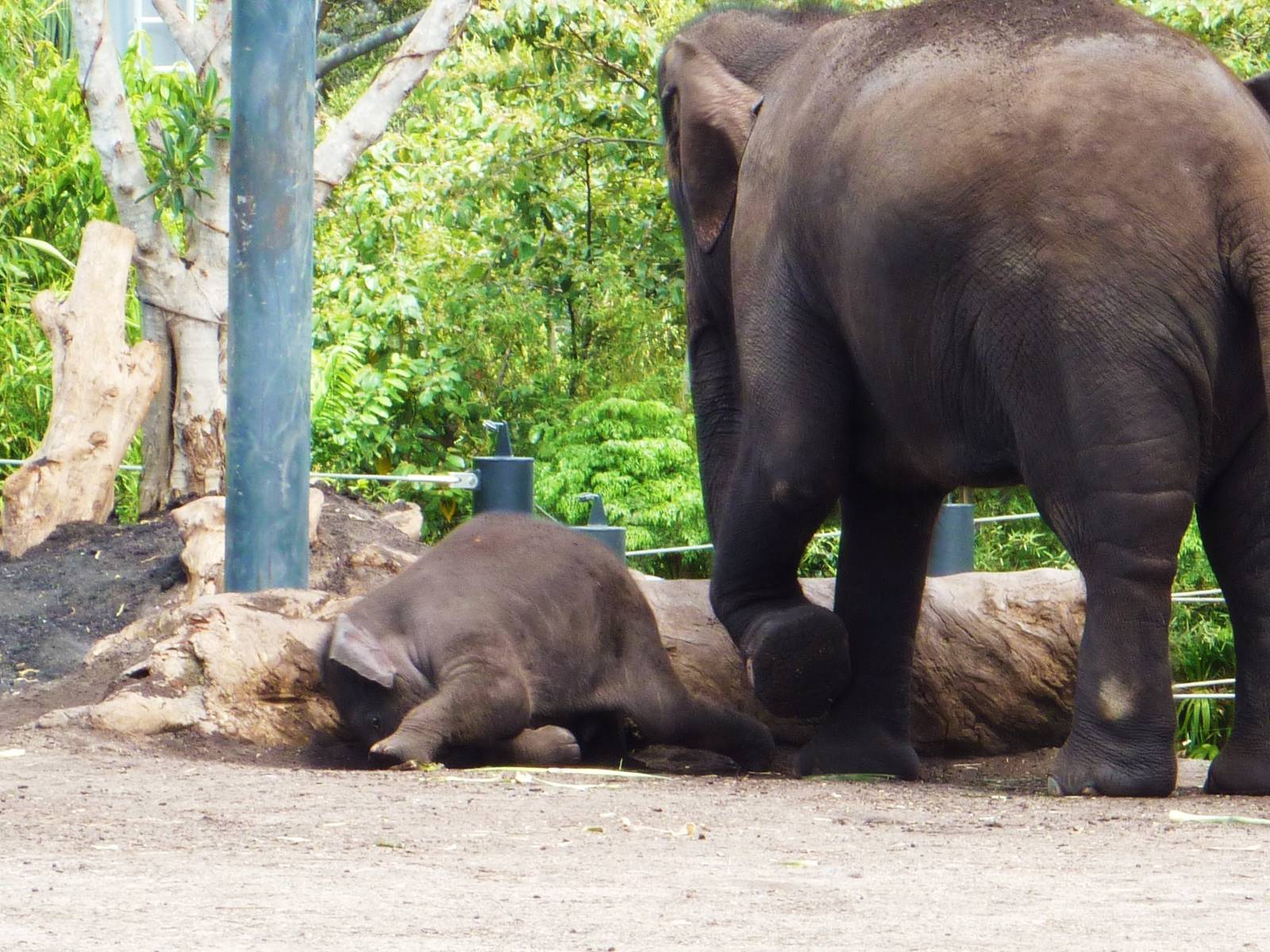 Asian Elephants Inc Luk Chai, Taronga Zoo - 13 Nov 2009
