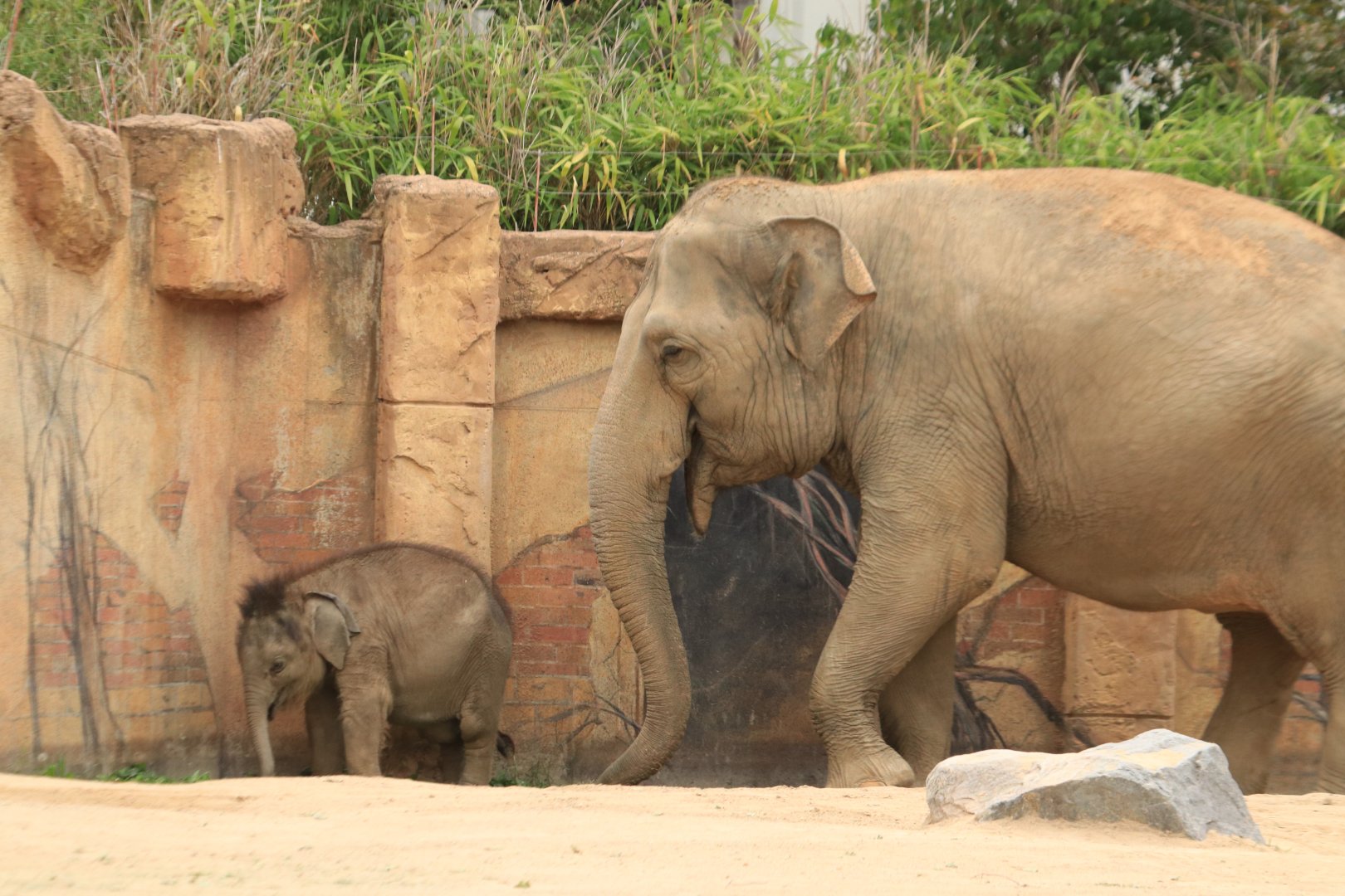 Asian Elephants (incl. Ben Long who passed away) (August 2019)