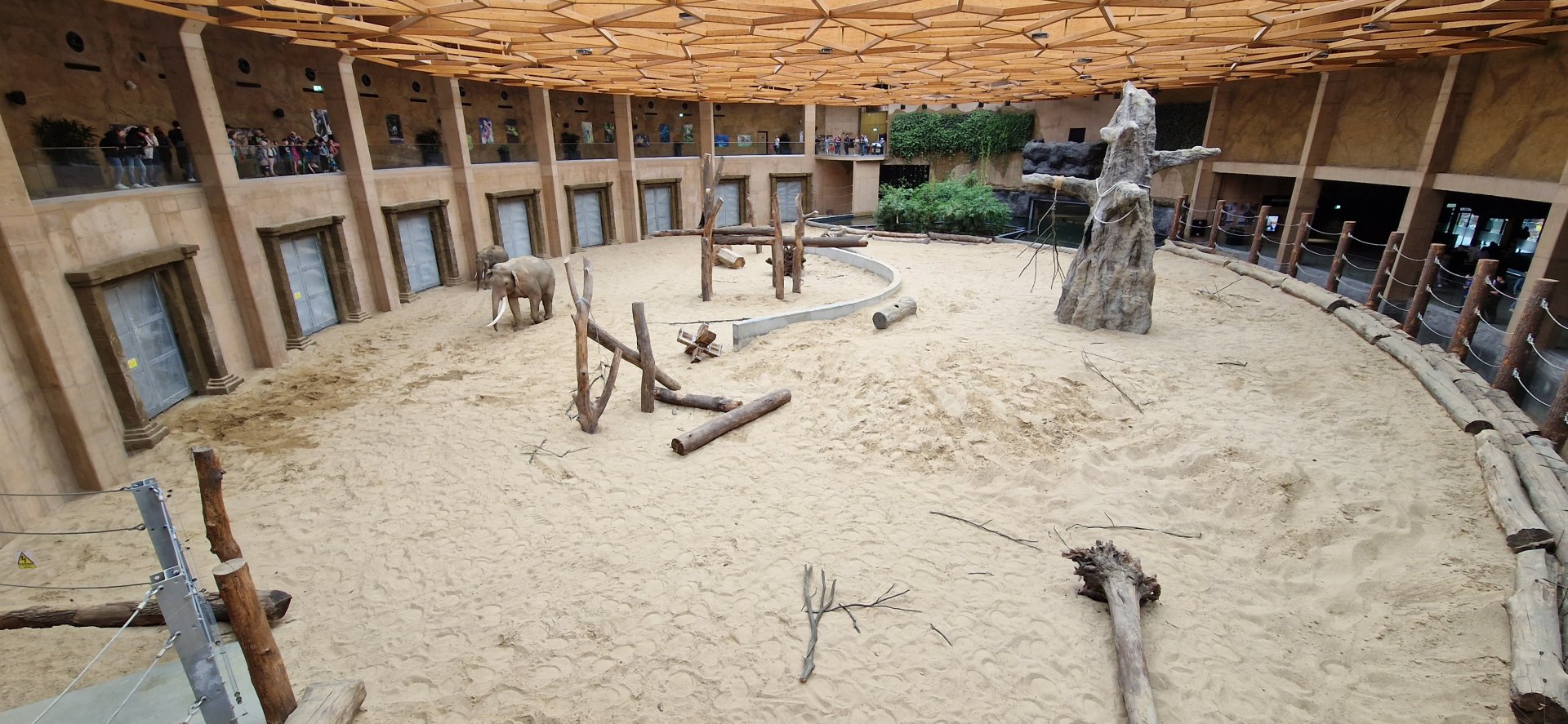 Asian Elephants indoor space