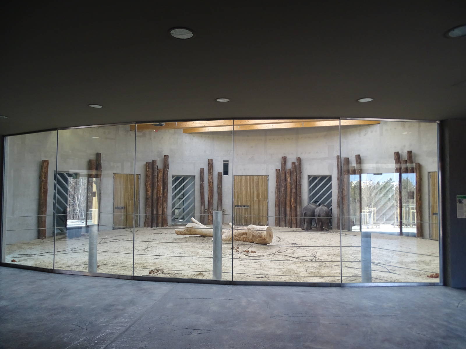 Asian elephants indoors