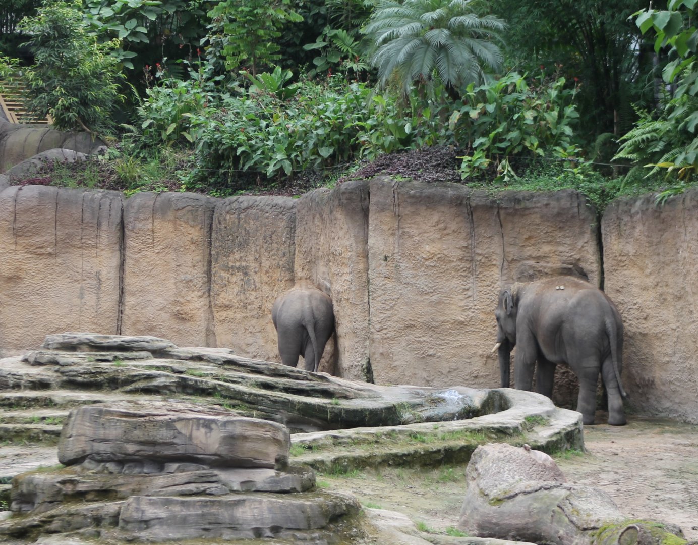 Asian elephants Indoors