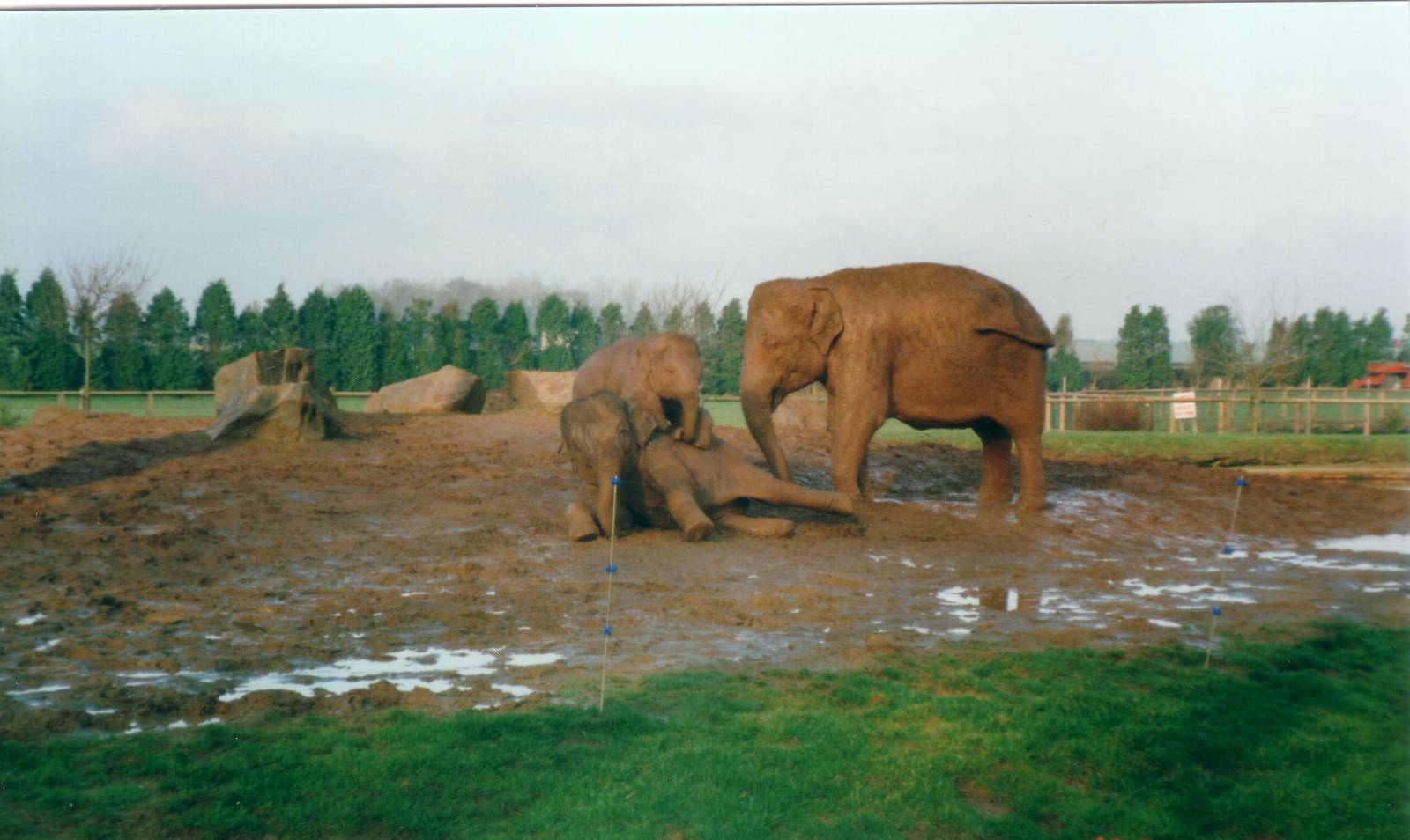 Asian Elephants, January 2000