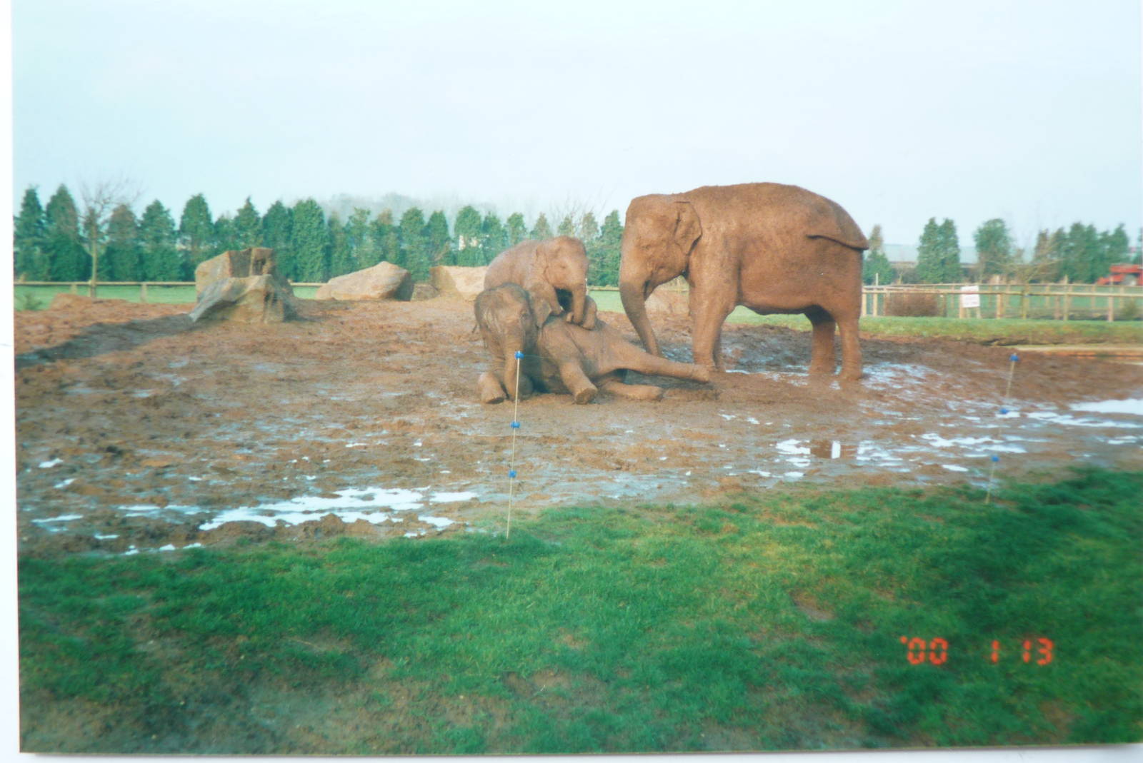 Asian Elephants, January 2000