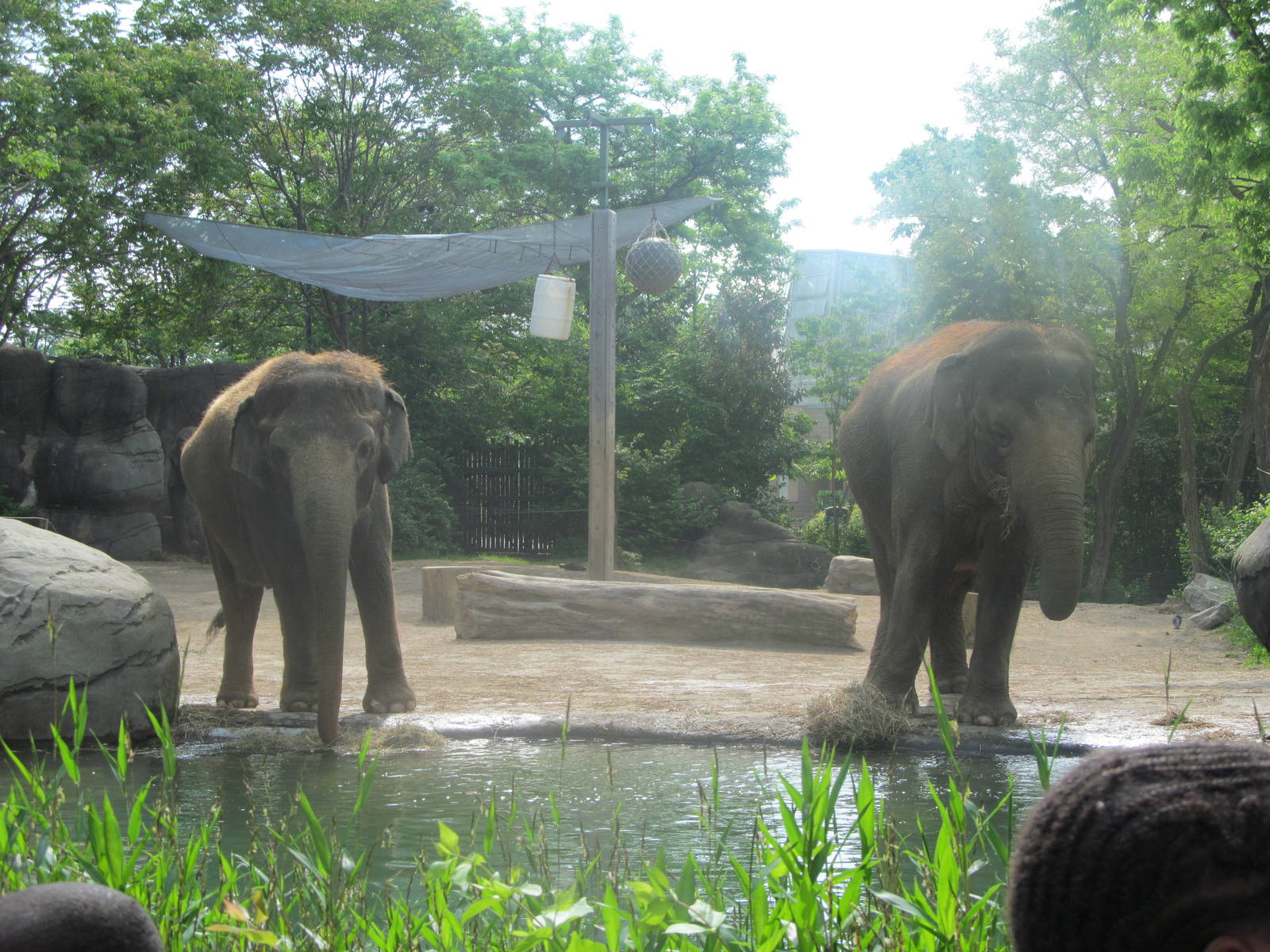 Asian Elephants - Jati and My-Thai