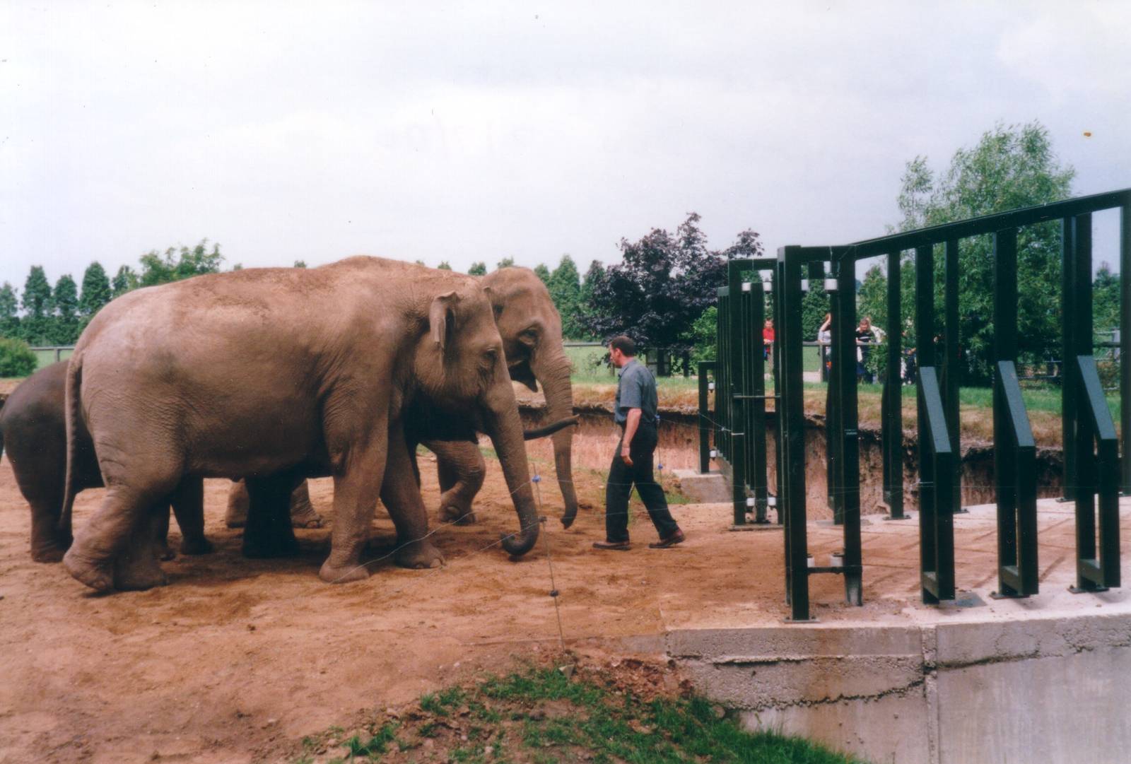 Asian Elephants, July 2000