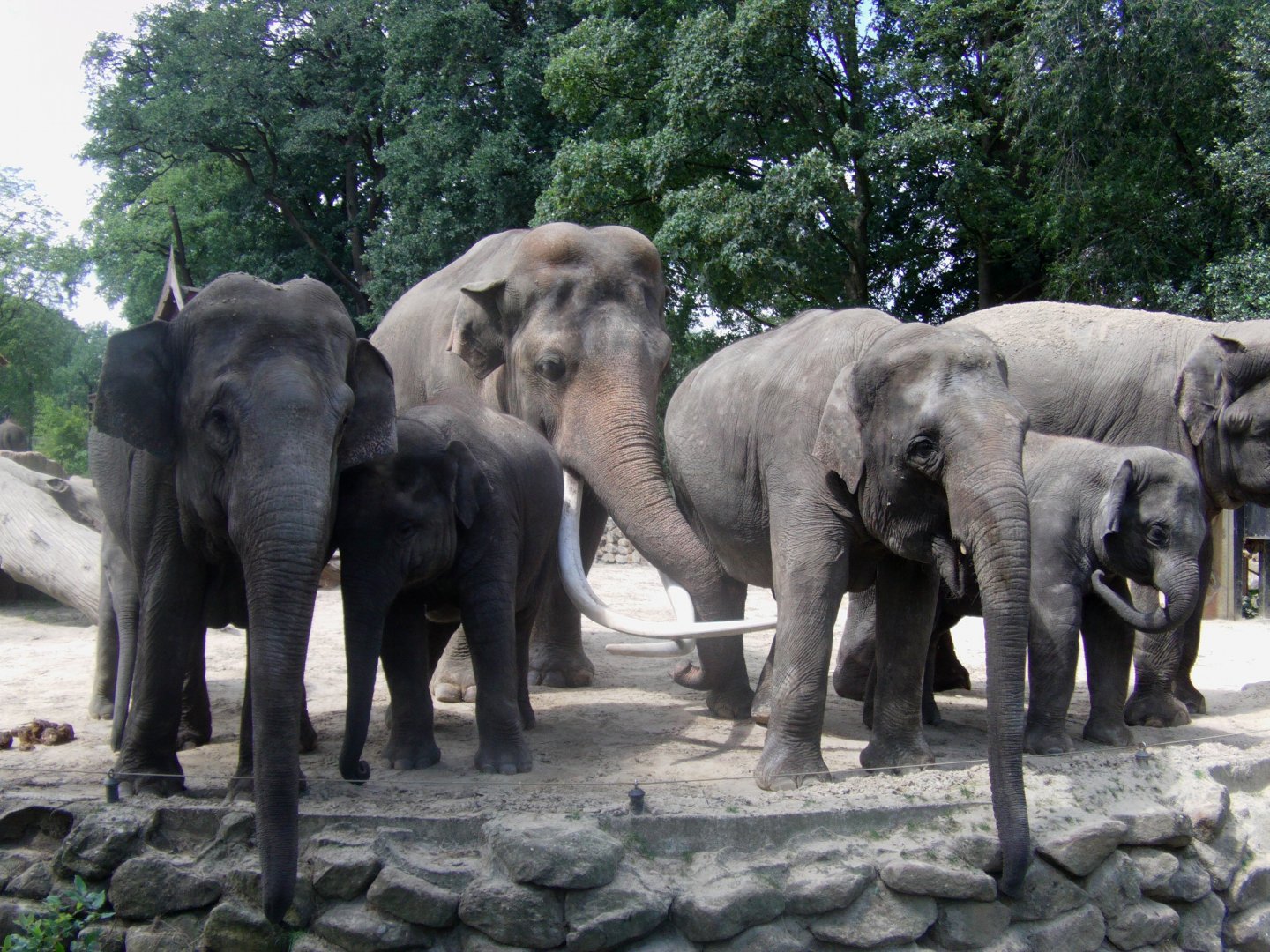 Asian elephants - July 2011