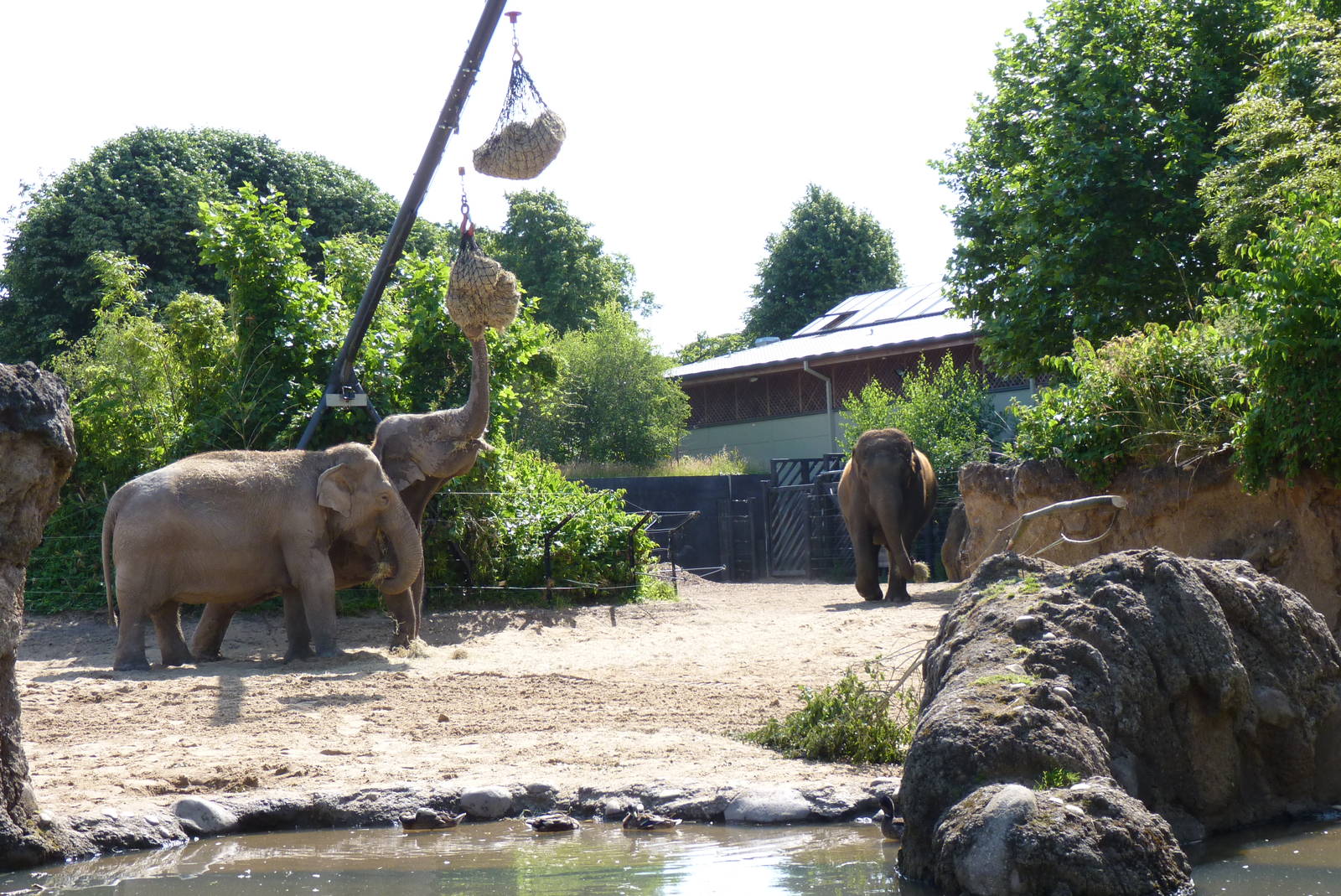Asian Elephants, July 2016