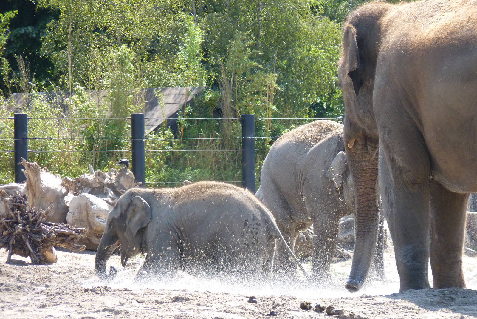 Asian Elephants, July 2016